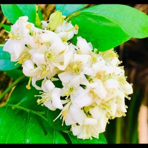 Meet your Posher, Carol